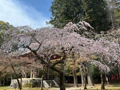 -醍醐寺
