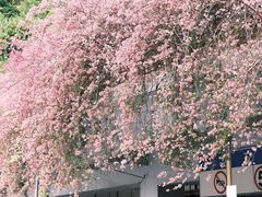 -深圳仙湖植物园