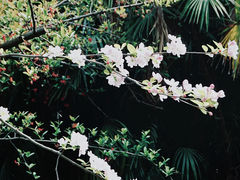 -棠湖公园