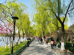 -柳浪闻莺公园