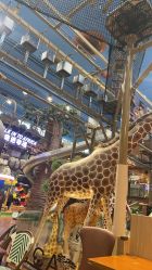 -卡通尼·Safari非洲探索乐园·生日会(金桥国际商业广场店)