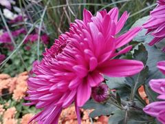 -螃蟹岬(地铁站)