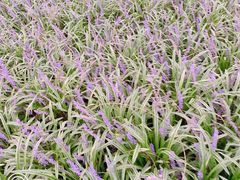 -昆山城市生态森林公园