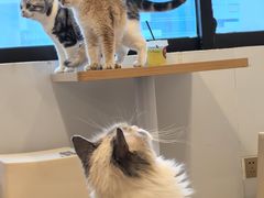 -有喵·猫咖·狗咖·30几只猫10只小狗(岗厦店)