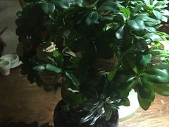 核桃包-云来居素食馆(南山店)