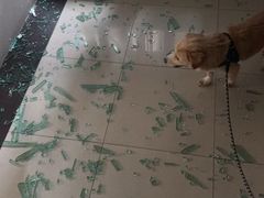 -喜家德虾仁水饺(深圳印力中心店)