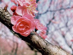 -梅花山(明孝陵内)