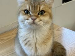 -有喵·猫咖·狗咖·40+猫狗有小奶狗(岗厦店)