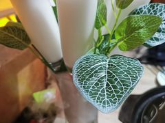 -探窝·竹笙椰子鸡(杨箕店)