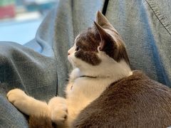 -啵啵喵·猫咖(攀华国际店)