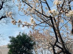 -西安大兴善寺