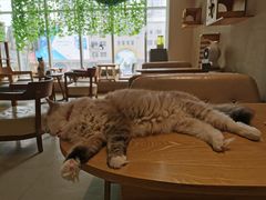 -藏猫猫咖啡主题馆(中央大道店)
