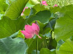 -贵阳市花溪国家城市湿地公园