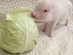 -做了不起的80后