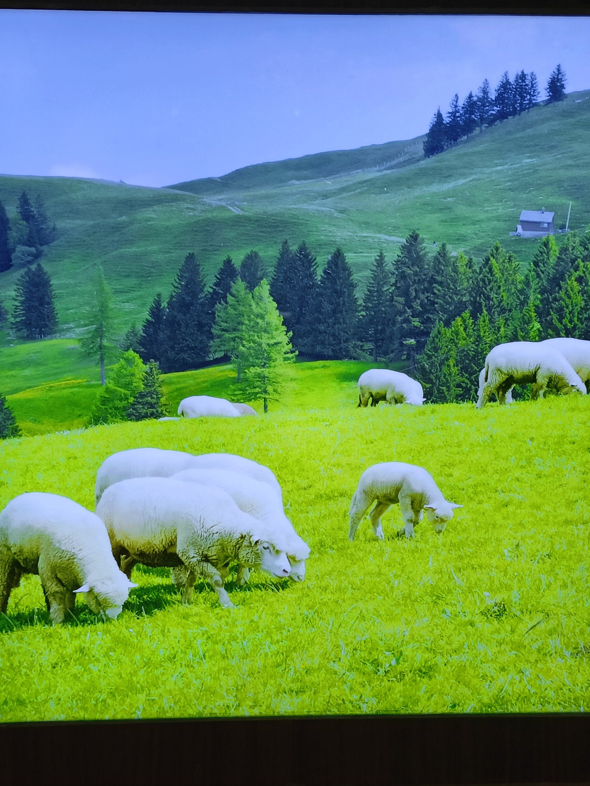 313羊庄 他家的羊肉都是来自内蒙锡林郭勒的