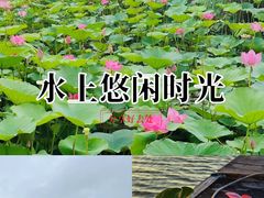 -微山湖红荷湿地景区