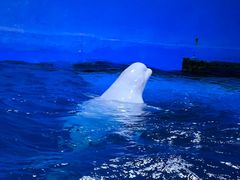-海合安天津极地海洋公园