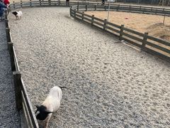 -前小桔亲子创意农场·草莓采摘·露营烧烤