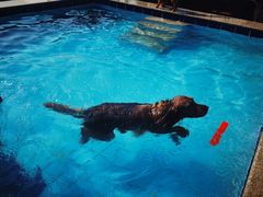 -趣玩宠物乐园寄养训犬训狗游泳池
