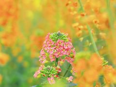 -中国天府农业博览园