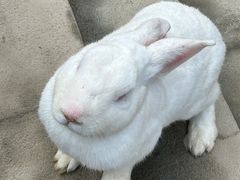 -栾川竹海野生动物园