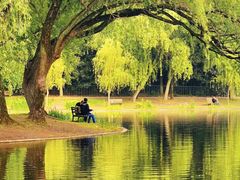 -上海共青森林公园