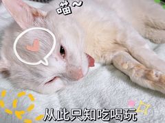 -仁仁嘉嘉宠物医院·骨外科中心·髋关节置换(北仑分院)