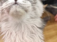 -滚猫咖啡·猫咖·猫友好撸猫(未来城店)