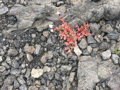-夏威夷火山国家公园