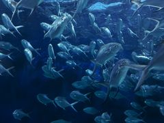 -上海海洋水族馆