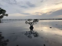 -宝安西湾红树林湿地公园