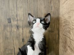 -小猫来了·猫舍(红山六九七九店)