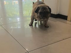 -艾贝尔宠物医院 ·中兽医·宠保定点(北门桥店)