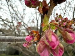 -武汉大学老图书馆