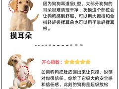 -翊宠yipet猫狗购宠庄园
