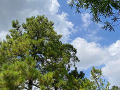 -上海共青森林公园