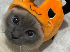 -喵zoo家庭繁育猫舍(尖东智能花园店)