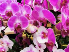 -双季花艺园艺市场(浦东店)