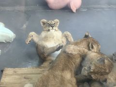 -栾川竹海野生动物园