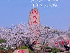 -东湖磨山景区樱花园-停车场