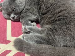 -北京观赏动物医院·24小时大型综合·猫专科·异宠专科