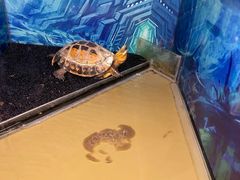 -上海大自然野生昆虫馆