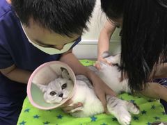 -凯特喵百思猫专科医院