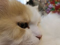 -平行世界·猫咖(首经贸店)