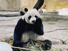 -广州长隆野生动物世界