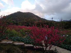 -广州市石门国家森林公园