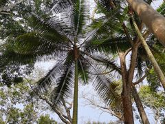 -中国科学院西双版纳热带植物园