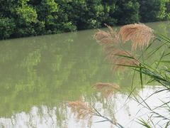 -大湾区中央湿地公园