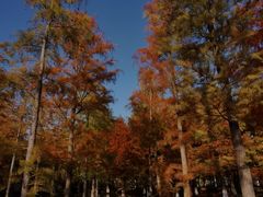 -泗洪洪泽湖湿地景区