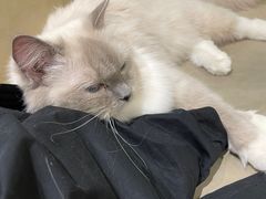 -藏猫猫咖啡主题馆(中央大道店)